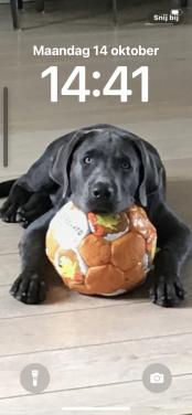 Labrador charcoal grijs