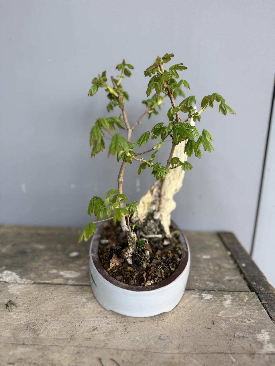 Bonsai acer in tanuki stijl