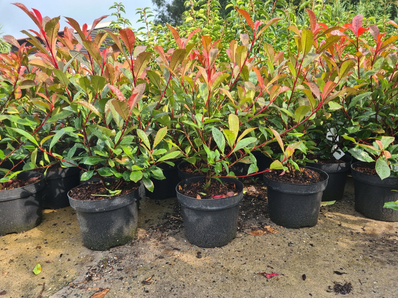 Photinia Carré Rouge glansmispel potgekweekt