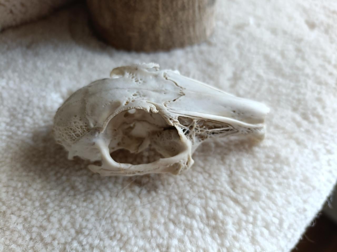 Konijnen schedeltjes 35 jaar oud