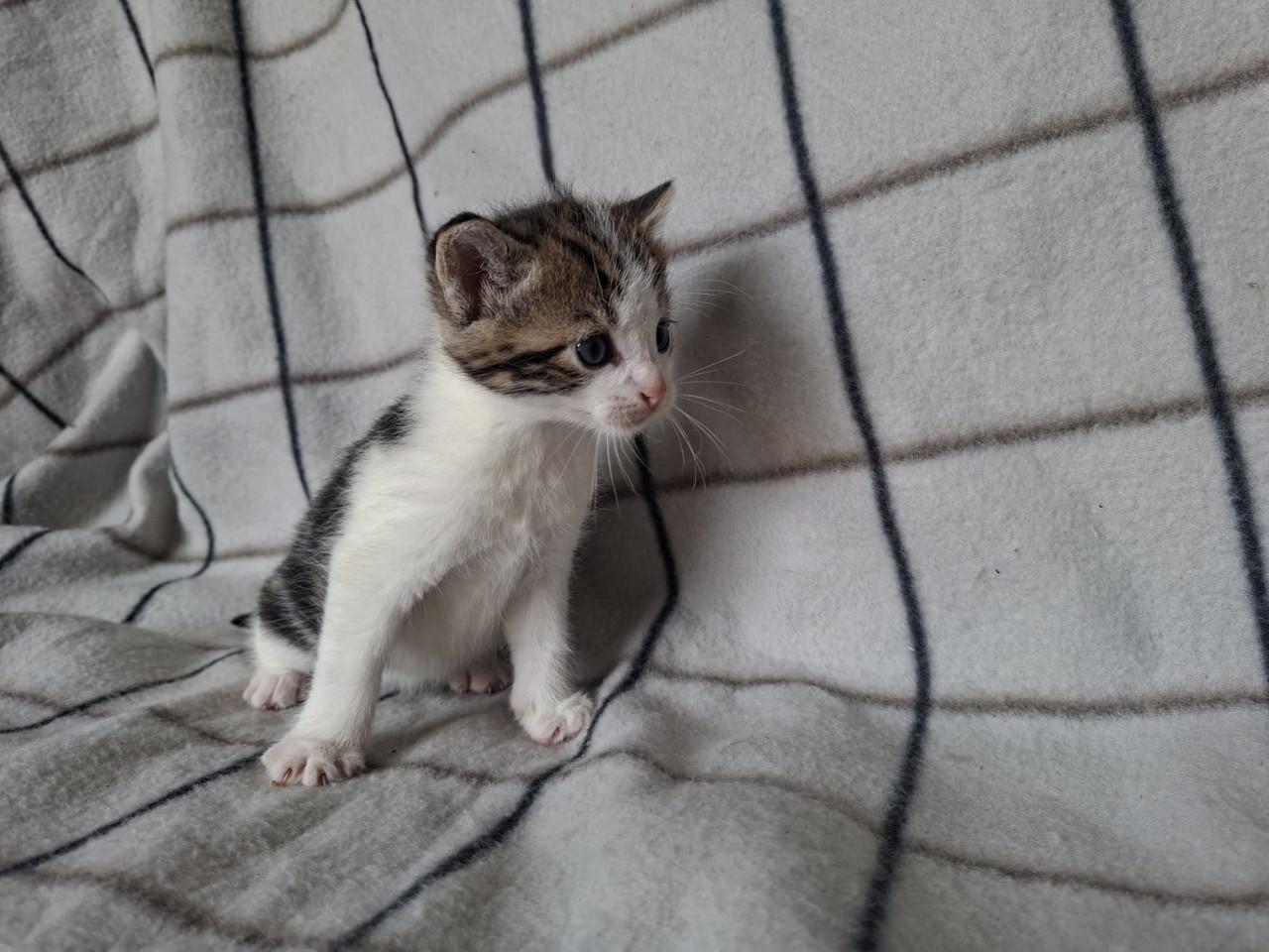 Mooie boerderij kitten