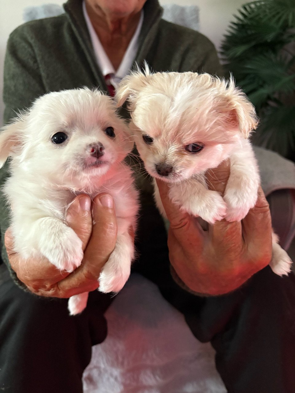 Chihuahua puppies