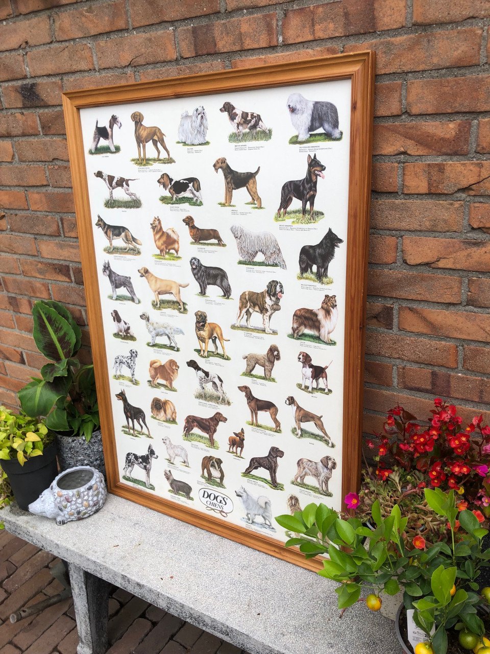 Honden poster ingelijst achter ontspiegeld.