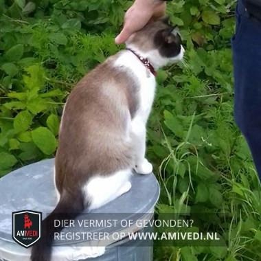 VERMIST onze kater op Schouwen
