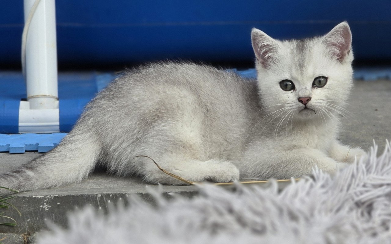Brits korthaar Black silver shaded kitten (kater)