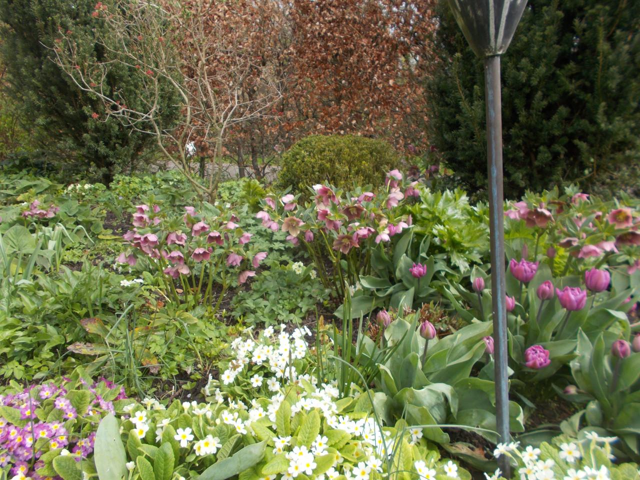 Helleborus 5 stuks  zie de bijgaande foto's