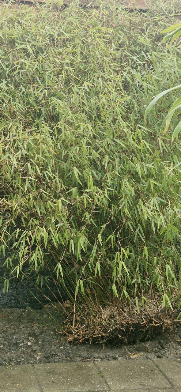 Bamboe voor in de volière