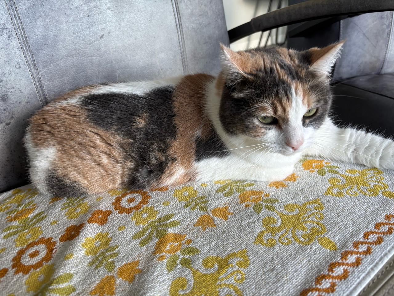 Poes