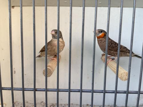 Koppel Bandvinken ( gereserveerd )