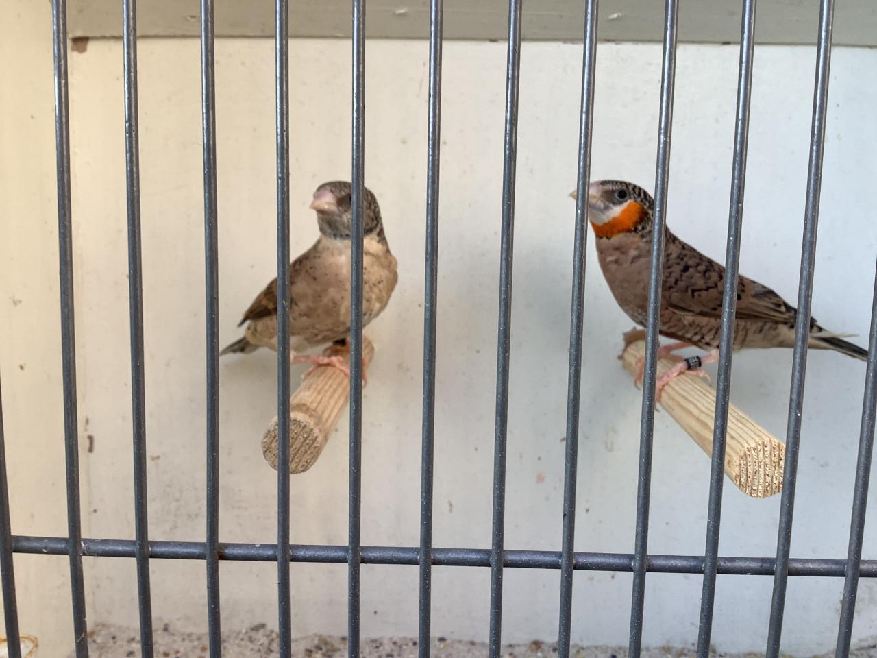 Koppel Bandvinken ( gereserveerd )