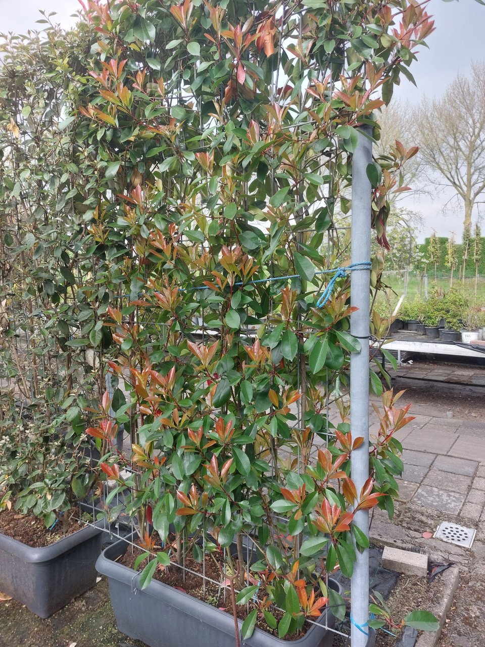 Photinia red robin scherm