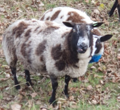 Bont luxe drachtig schapen schaap ram ooi
