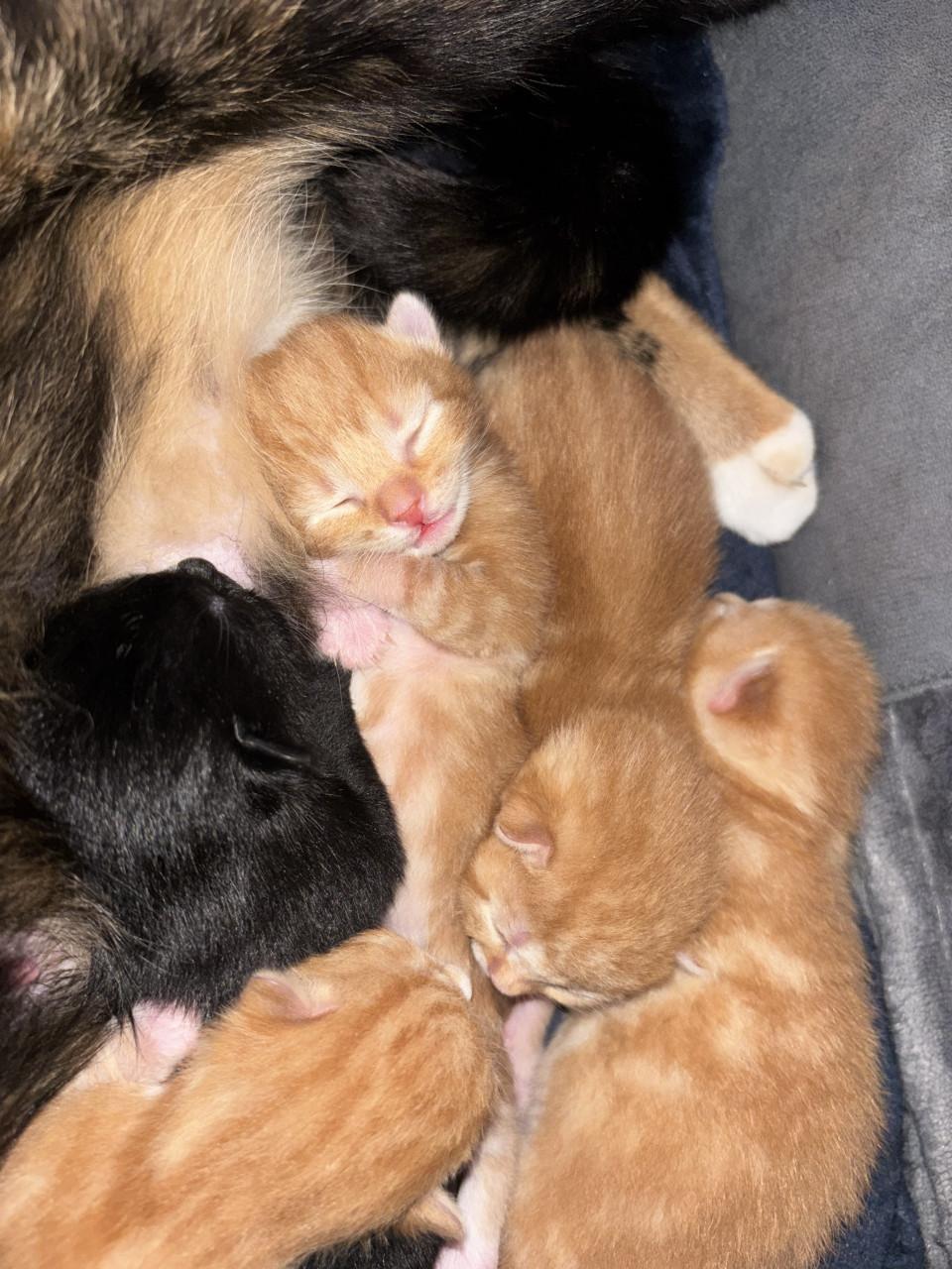 👑 Kittens zoeken gouden mandje 👑