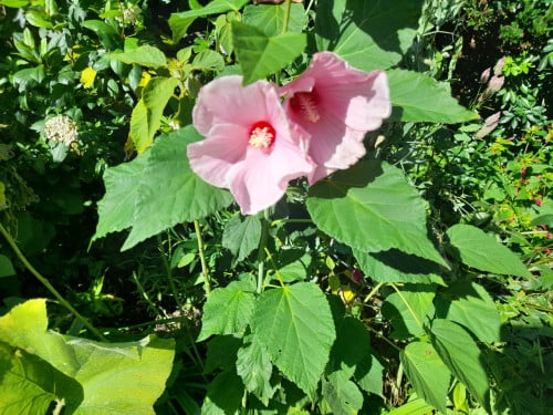 Hibiscus Moscheutos