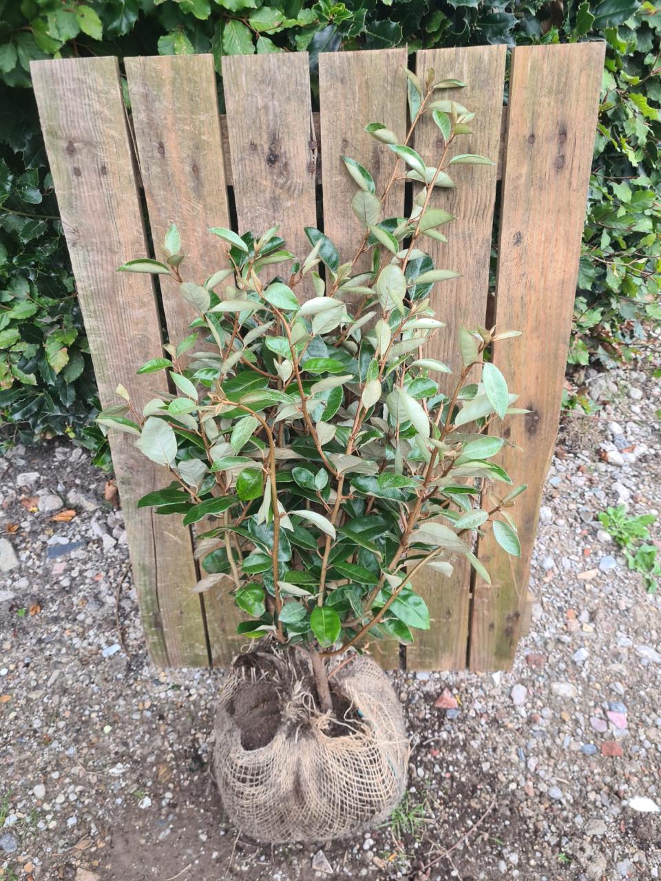 Olijfwilg haagplanten in alle maten