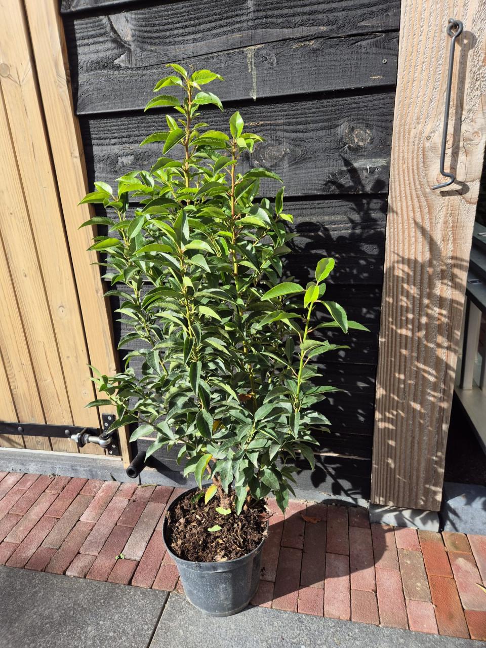 Portugese laurier haagplanten ca. 80-90 cm potgekweekt