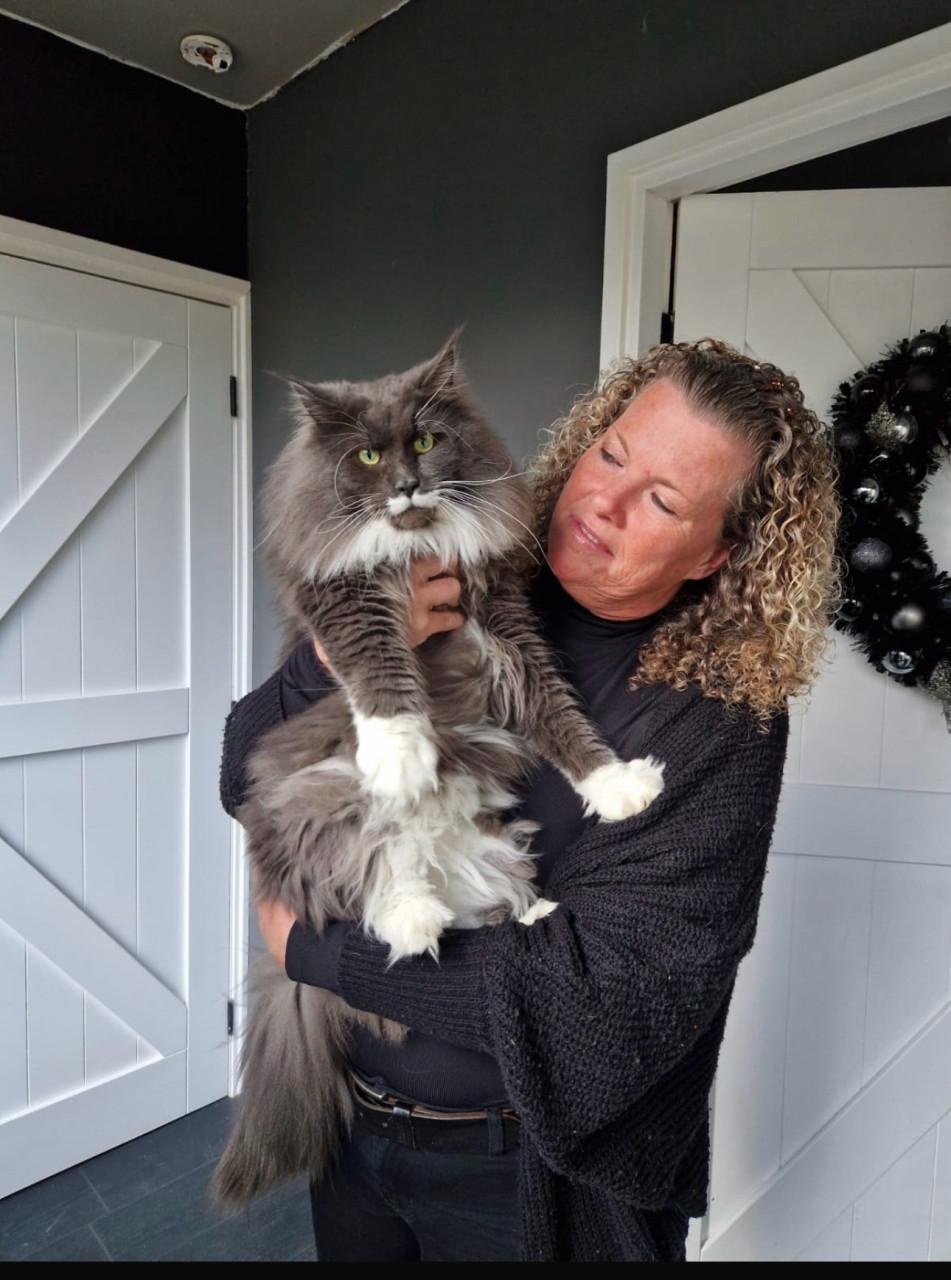 Maine coon kittes 3 poesjes