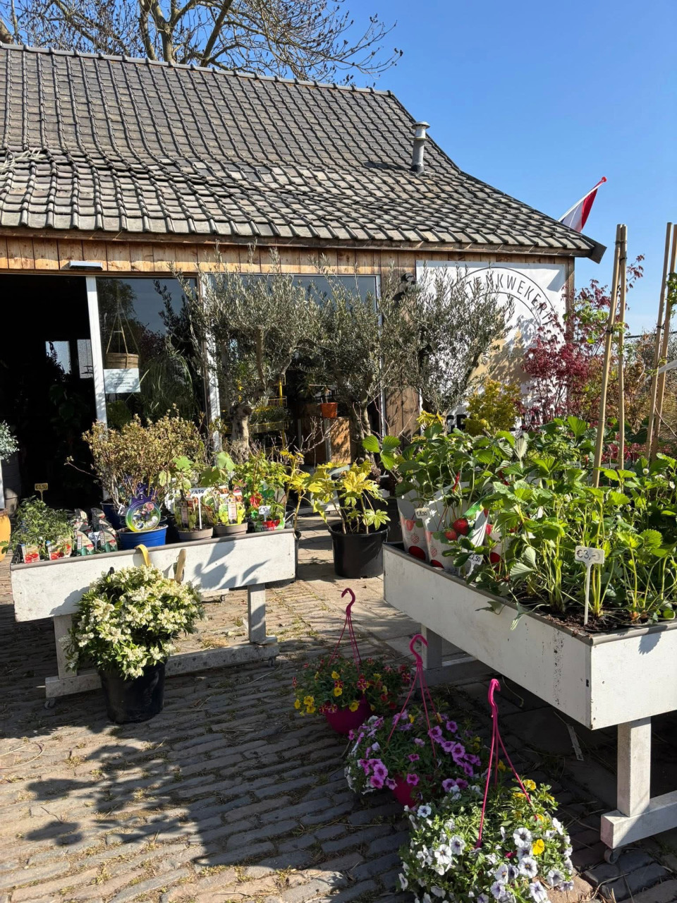 BUITENPLANTEN, SIERGRASSEN,BOMEN, BLOEIERS EN MEER ook voor binnen!