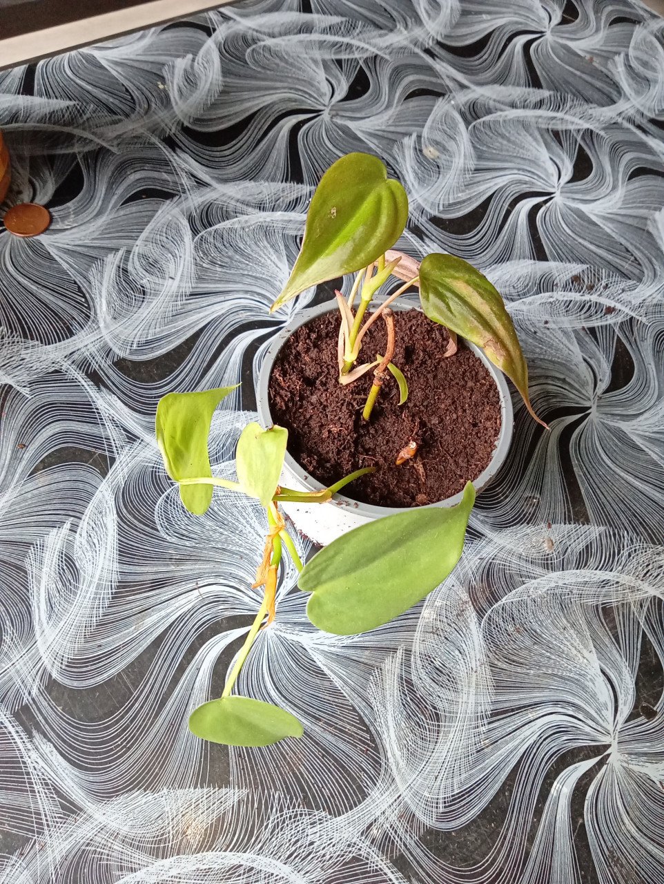 Heel veel stekjes van planten