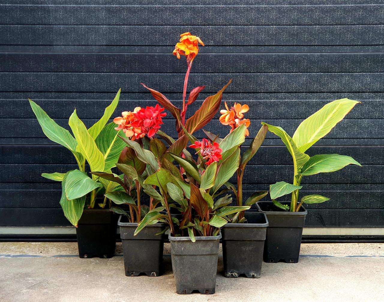 Canna's & Hortensia's