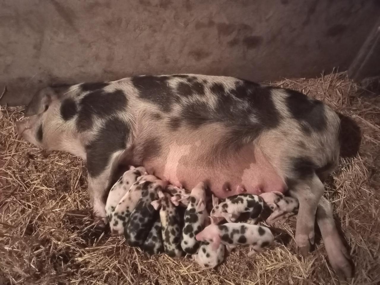 Bonte Bentheimer biggen