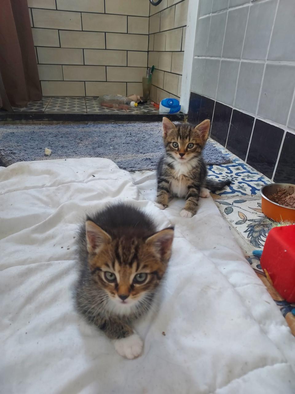 Kittens