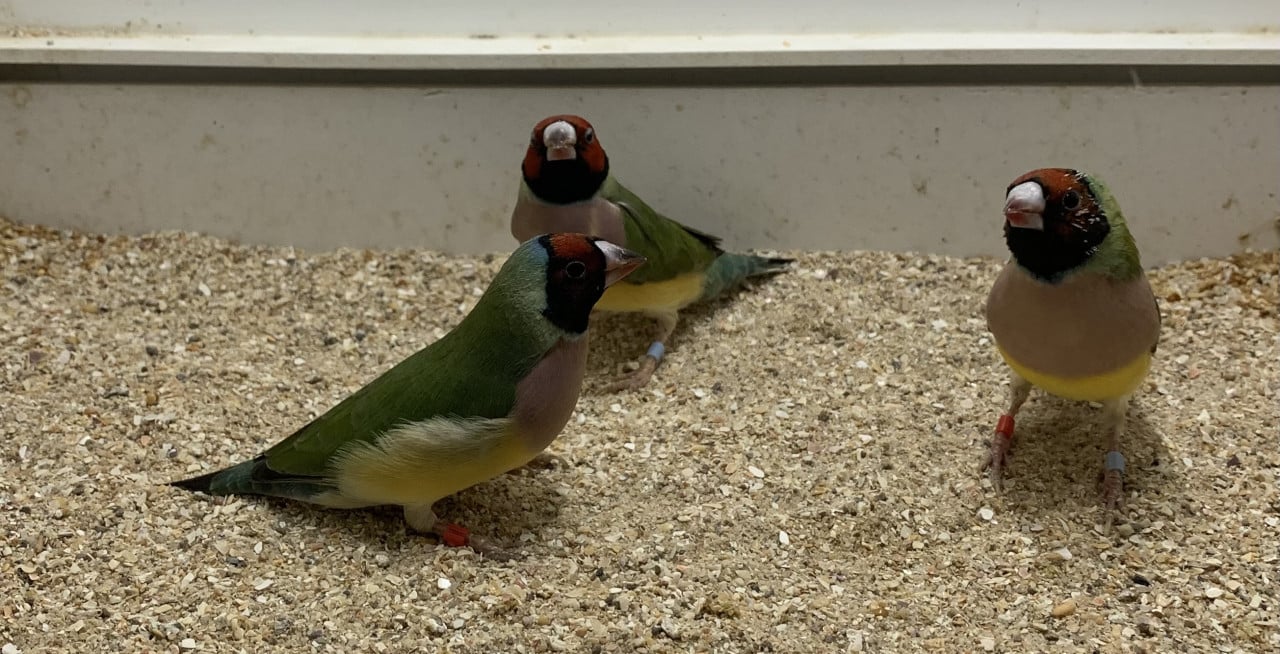 Gouldamadines (uit buitenvoliere)