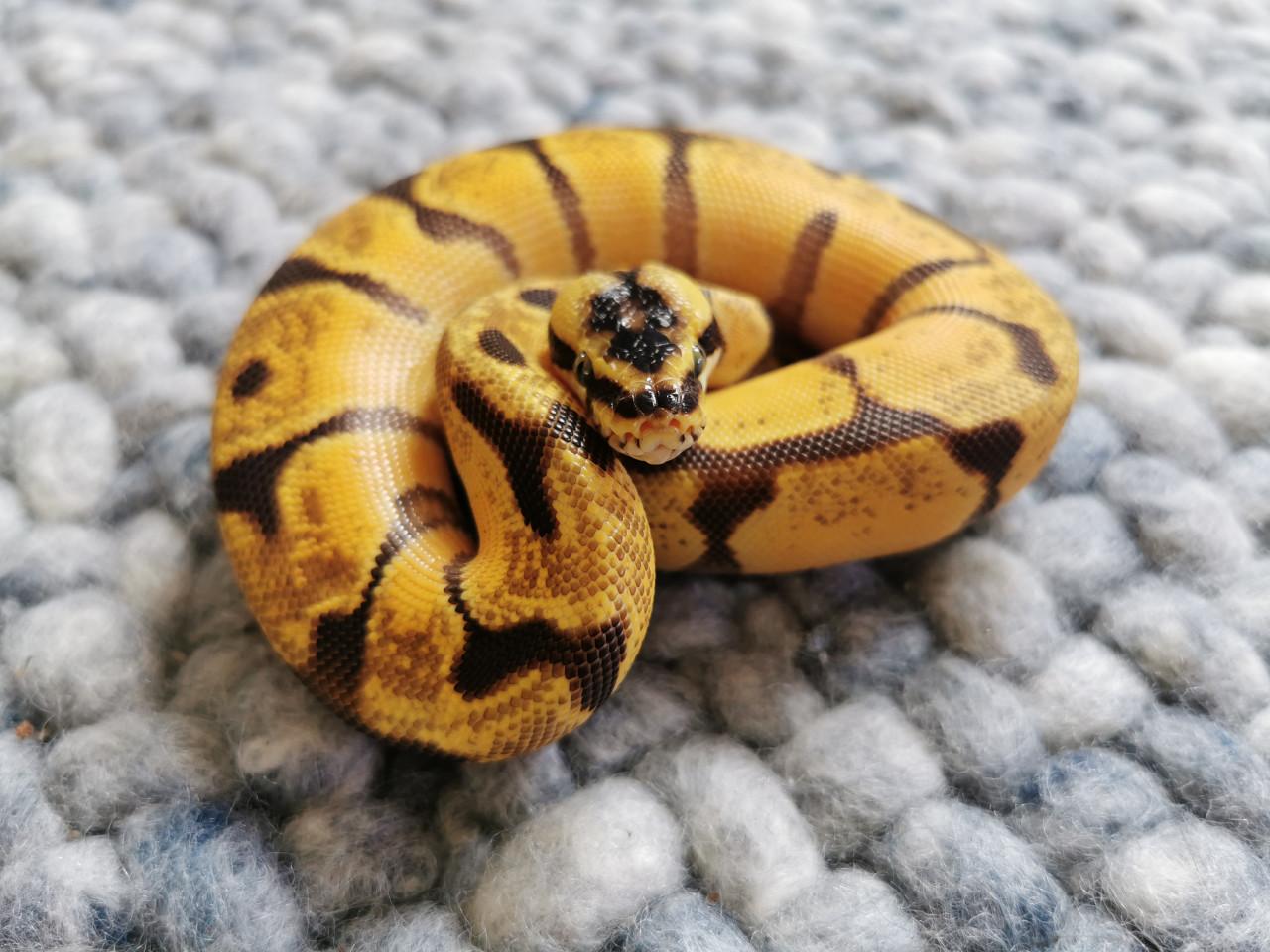 Super Enchi Pastel Koningspython (mannetje)