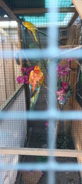 Vogels kakariki man de ruilen voor kakariki  gele man