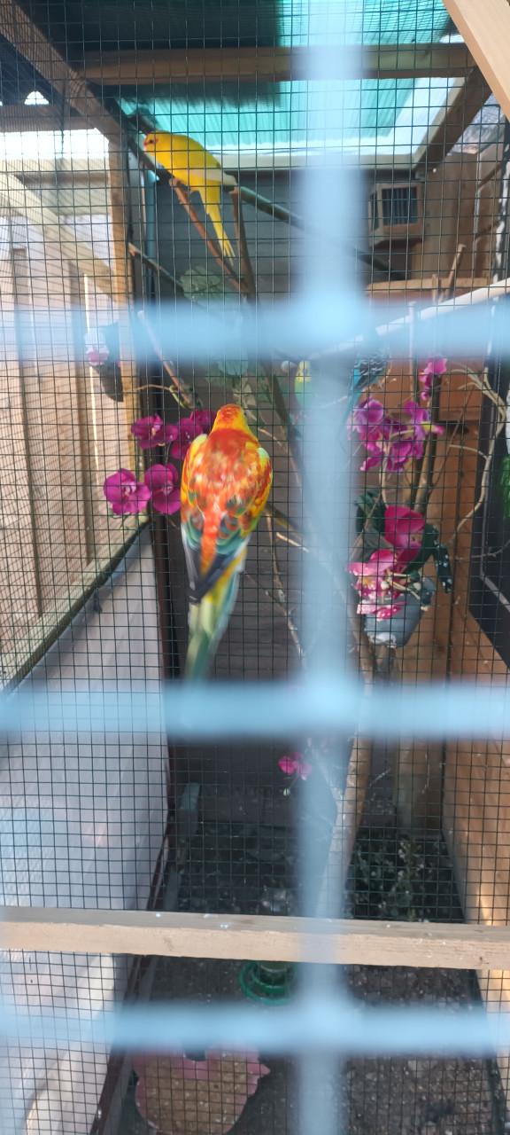 Vogels kakariki man de ruilen voor kakariki  gele man