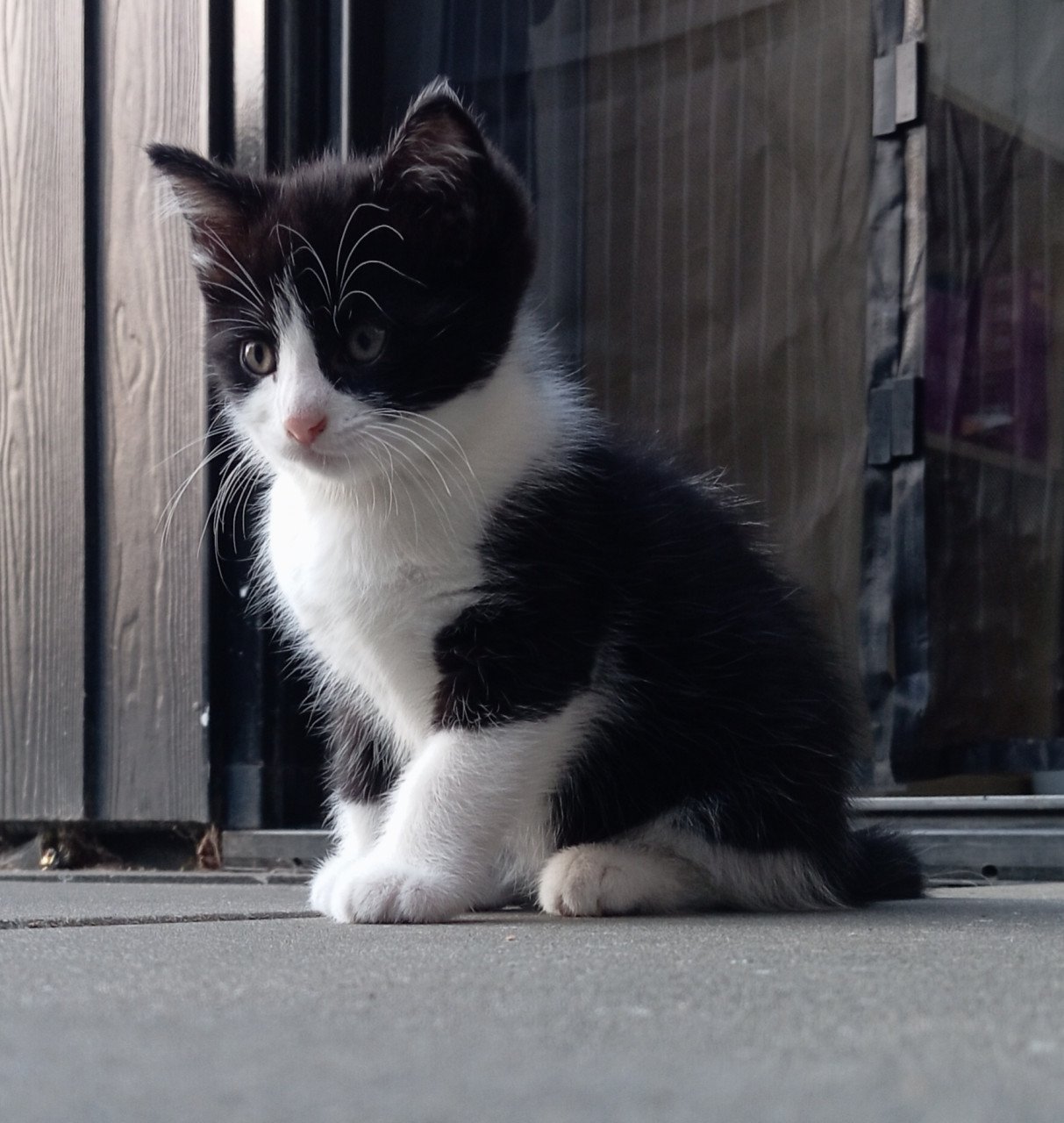 Kitten vrouwtje