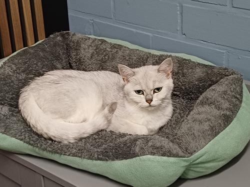 We zoeken voor onze  lieve Britse Korthaar poes een nieuw huisje.