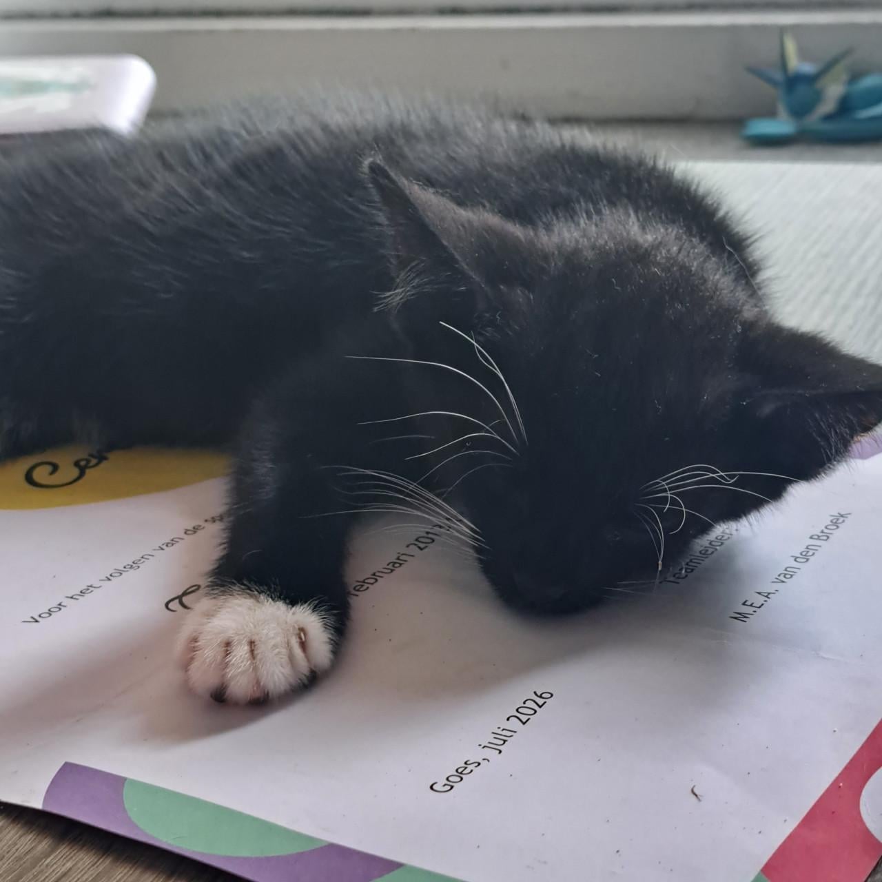 Super lieve kittens