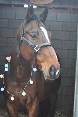 Paard zoekt huis❤️