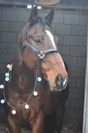 Paard zoekt huis❤️
