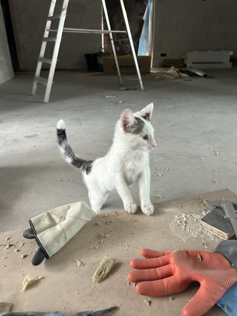 Kitten, kat