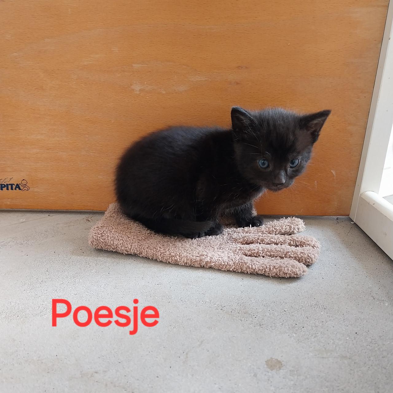 Lieve kittens