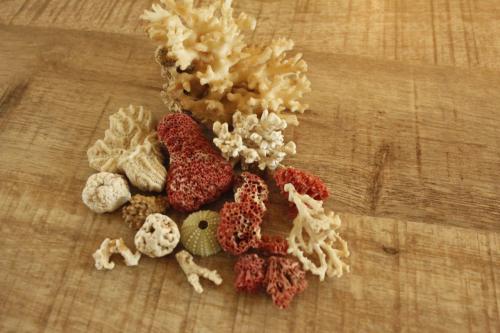 Koraal,,kleine oude stukjes..