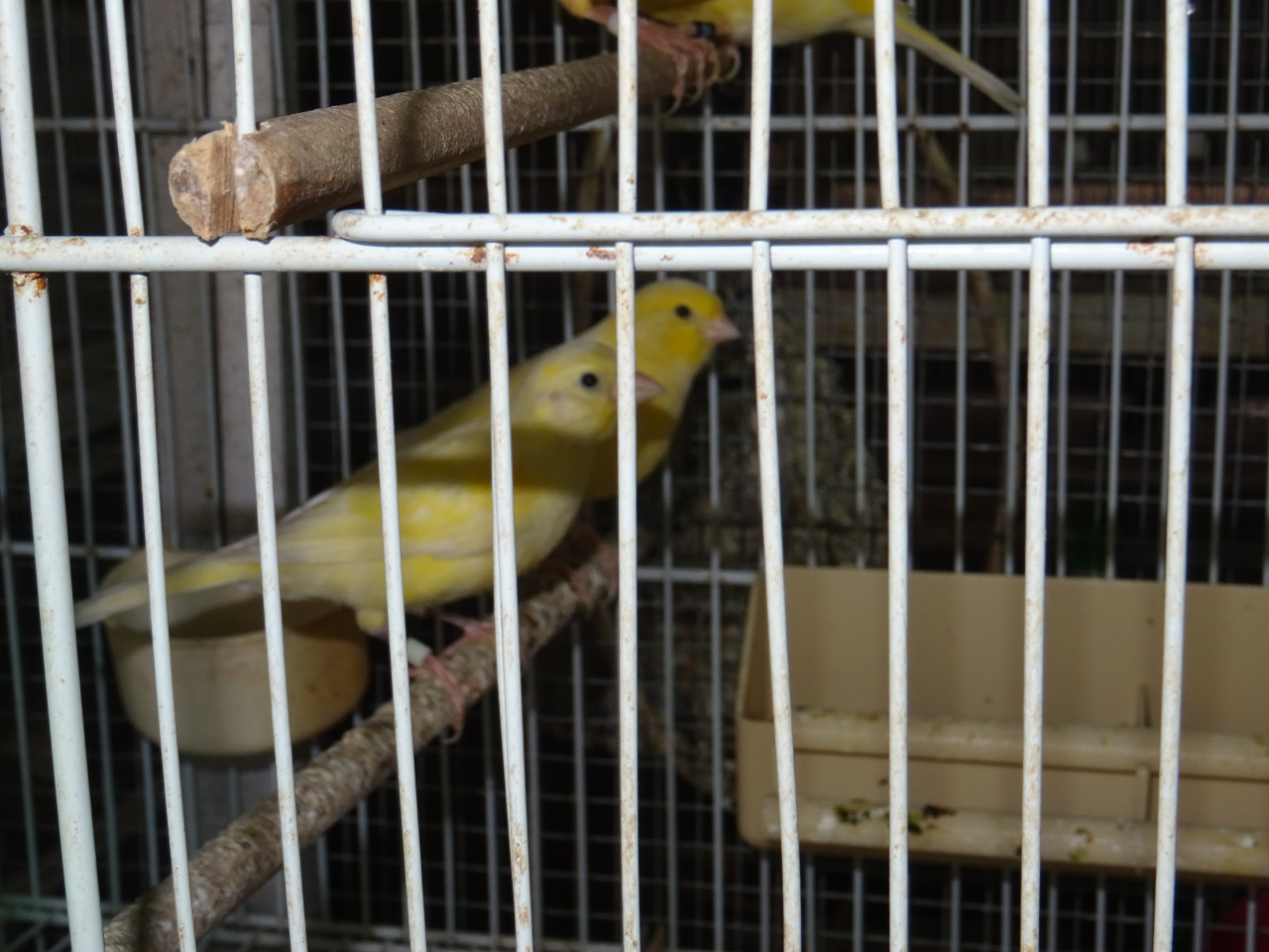 Te koop koppel groene Catharina parkieten broedrijp