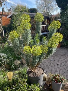 Euphorbia