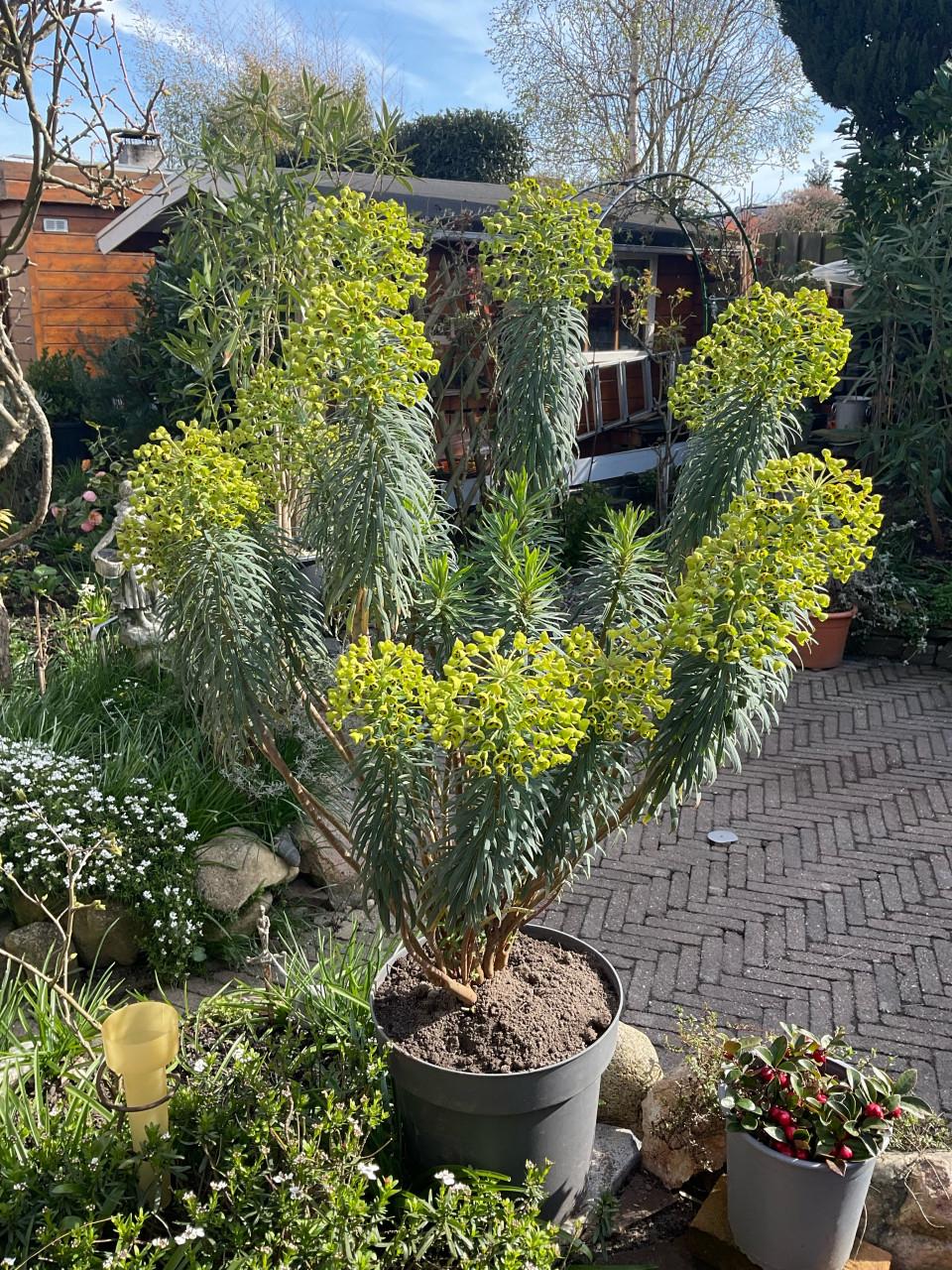 Euphorbia