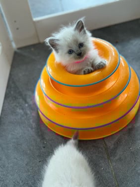 Ragdoll x Nebelung poesjes en katertjes kittens