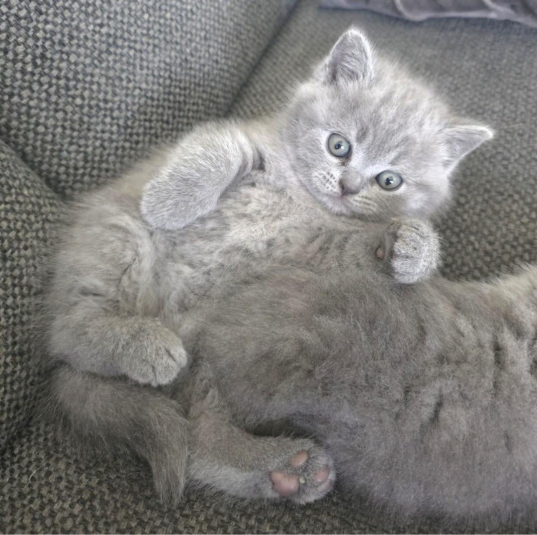 Britse korthaar kittens