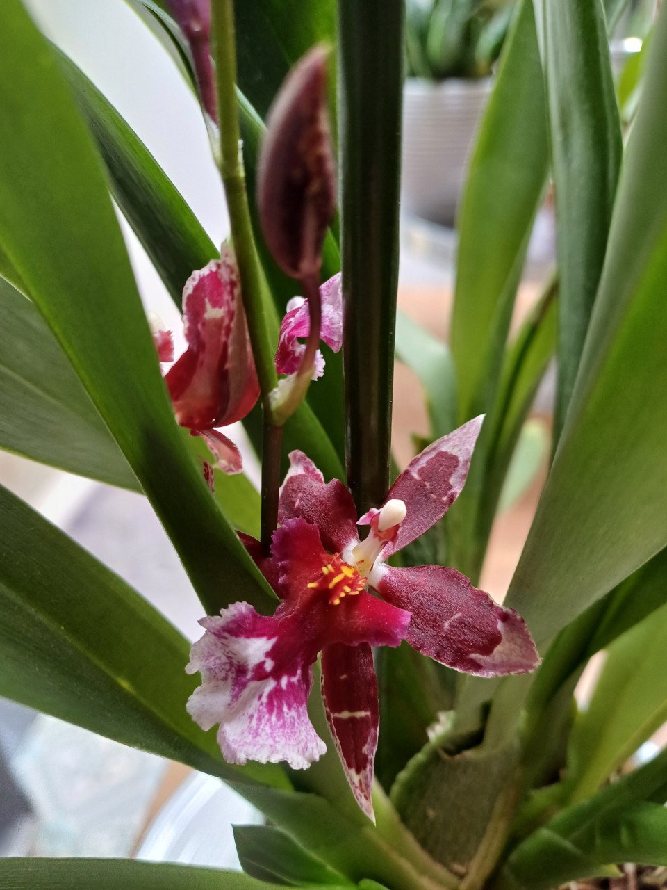 4 x Cambria-ORCHIDEE (Cambria 'Barocco') D 12 H 50 cm
