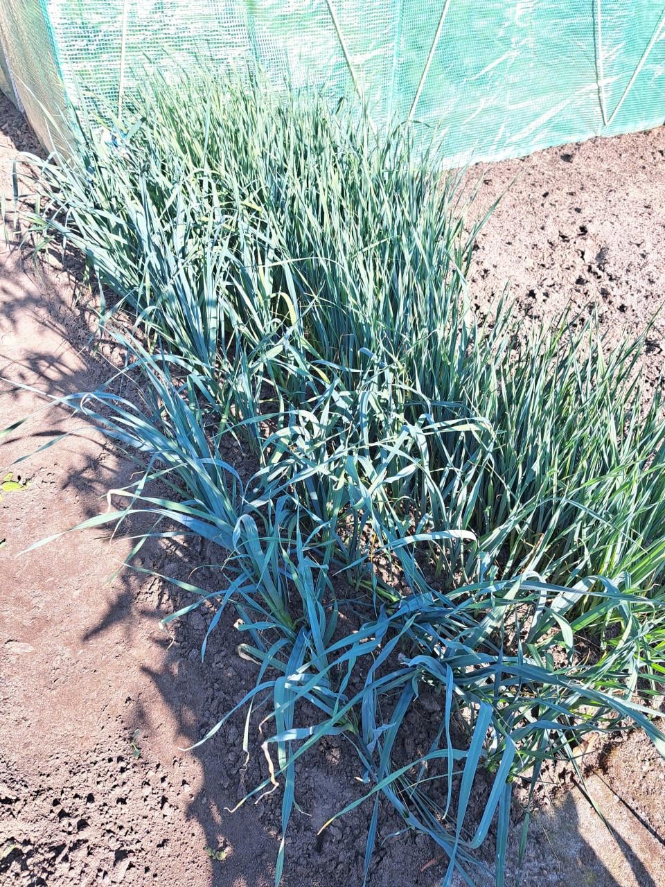 Preiplanten
