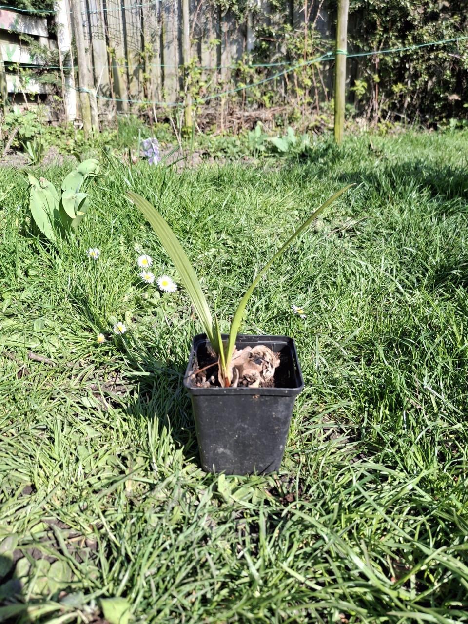 Palmboom trachycarpus fortunei