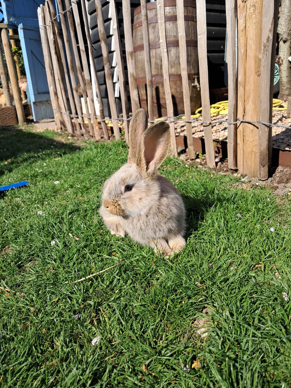 Jonge vlaamse reuzen