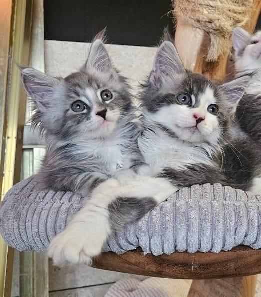 Maine coon kittens te koop!