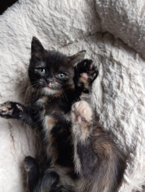 Kitten vrouwtje
