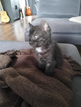 Kitten - mannetje